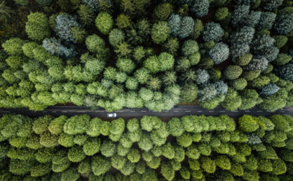 Full Frame Shot Of Trees In Forest