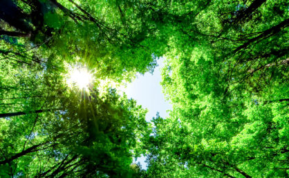 Green pompous forest see from below with sunlight during springtime.